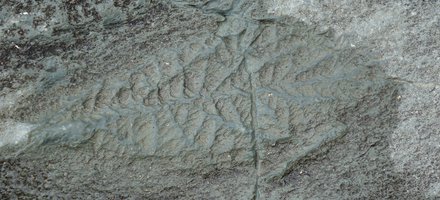 Mistaken Point