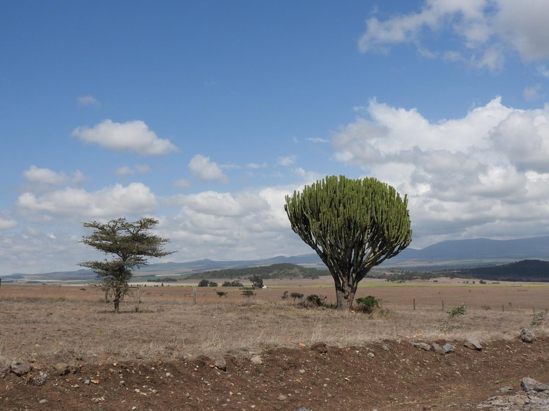 Mount Kenya range from Ngare Ndare