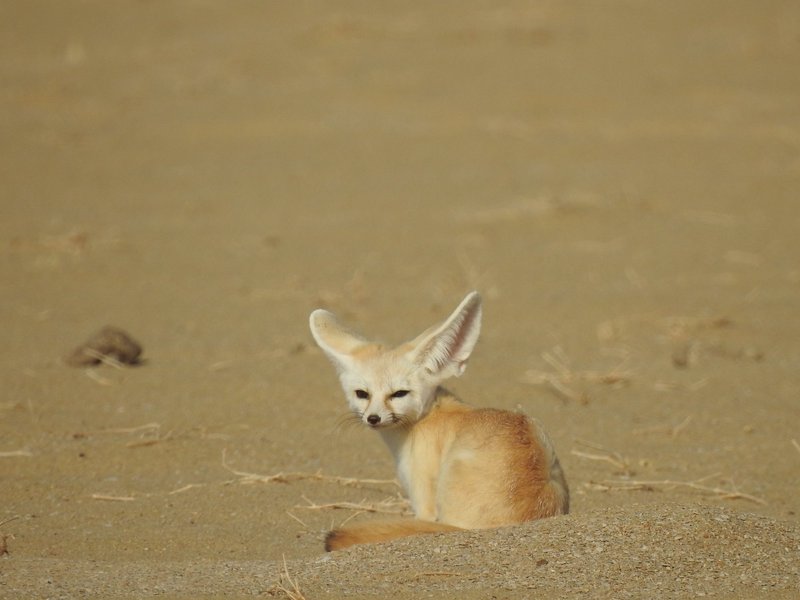 Fennec fox in the desert of Chad