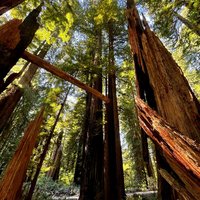Prairie Creek Redwoods State Park by Roman Bruehwiler