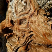 Redwood by Roman Bruehwiler