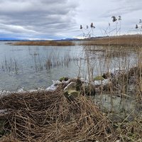 Prehistoric Pile Dwellings: Spitz