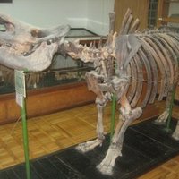 Binegadi Fauna and Flora Deposit