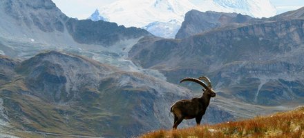 Parc national de la Vanoise