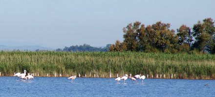 La Camargue