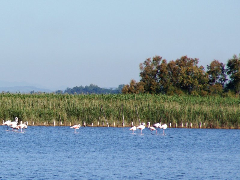 La Camargue by Hubert