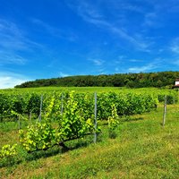 Tokaj Wine Region by Roman Bruehwiler