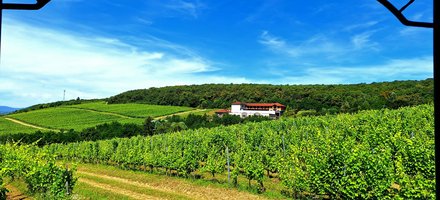 Tokaj Wine Region