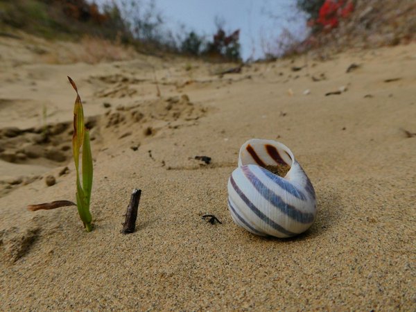 Deliblato Sands by Roman Bruehwiler