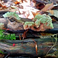 Fungal Flora of Bukovské Hills by Roman Bruehwiler