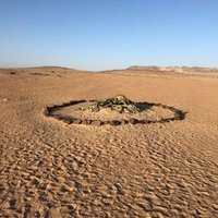 Welwitschia Plains