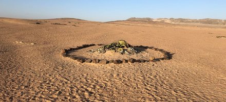 Welwitschia Plains