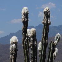 Sierra De Las Minas Biosphere Reservation