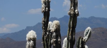 Sierra De Las Minas Biosphere Reservation