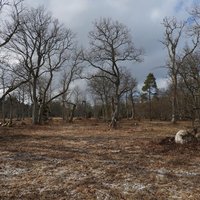Wooded meadows  by Roman Bruehwiler