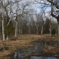 Wooded meadows 