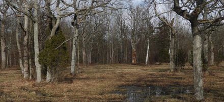 Wooded meadows 