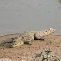 Parc national de Zakouma