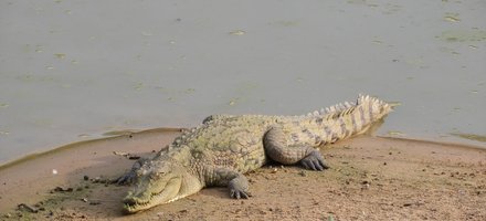 Parc national de Zakouma