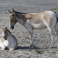 Wild Ass Sanctuary