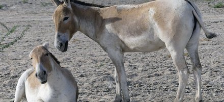 Wild Ass Sanctuary