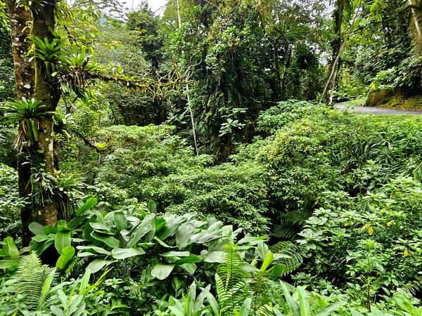 Parc National de la Serra da Bocaina  by Roman Bruehwiler