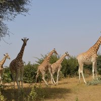 Zone Giraphe by Michael Novins