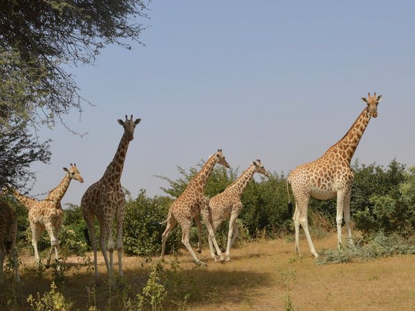 Zone Giraphe by Michael Novins