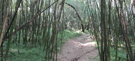 Mgahinga Gorilla National Park
