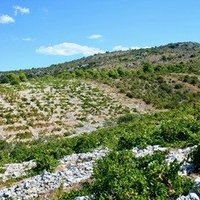Primošten Vineyards