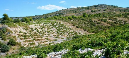 Primosten Vineyards