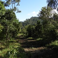 Le parc national de la Kibira by Roman Bruehwiler