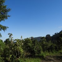 Le parc national de la Kibira