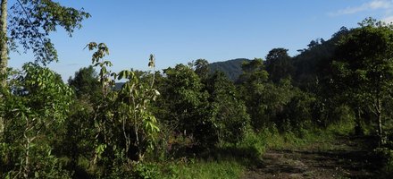 Le parc national de la Kibira