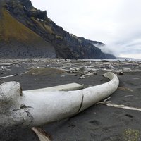 Islands of Jan Mayen and Bouvet  by Roman Bruehwiler