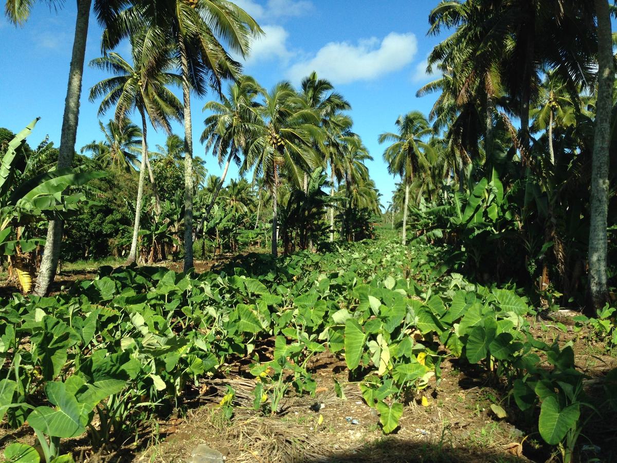 Toloa Local UNESCO World Heritage Sites in Tonga