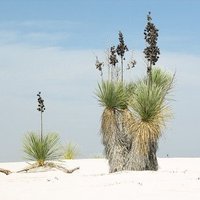 White Sands National Monument