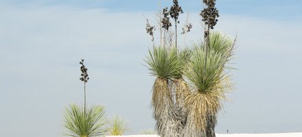 White Sands National Monument