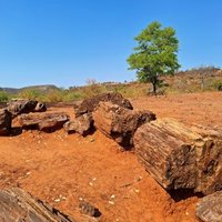 Chirundu Fossil Forest