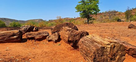 Chirundu Fossil Forest
