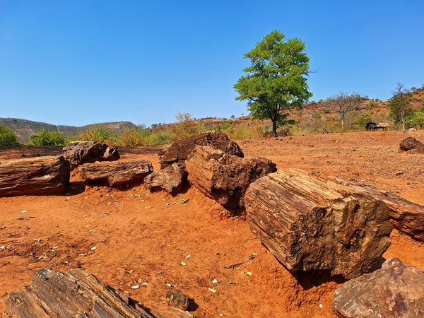 Chirundu Fossil Forest by Roman Bruehwiler