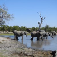 Chobe Linyanti System by Els Slots