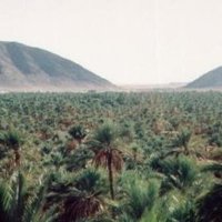 Oasis de Figuig