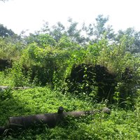 Bunce Island