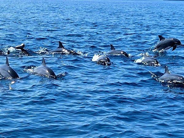 Les Îles Moucha et Maskali by Roman Bruehwiler