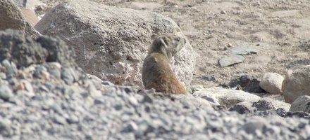 Aire naturelle protégée de Djalélo