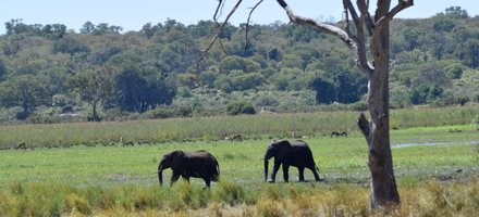 Okavango Delta 