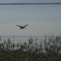 Kızılırmak Delta Wetland and Bird Sanctuary