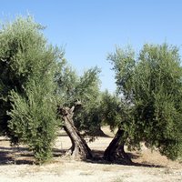 The Olive Grove Landscapes of Andalusia