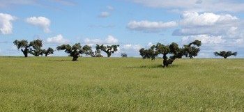 Montado, Cultural Landscape